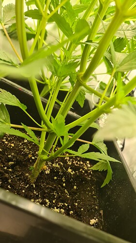 Growreport Bild 9