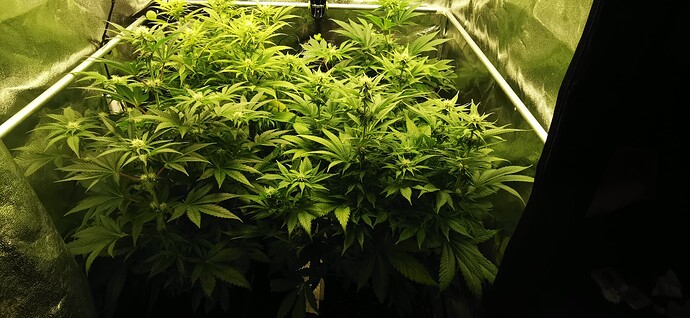 Growreport Bild 38