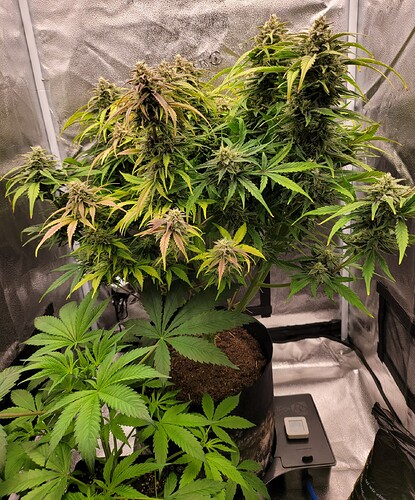 Growreport Bild 6