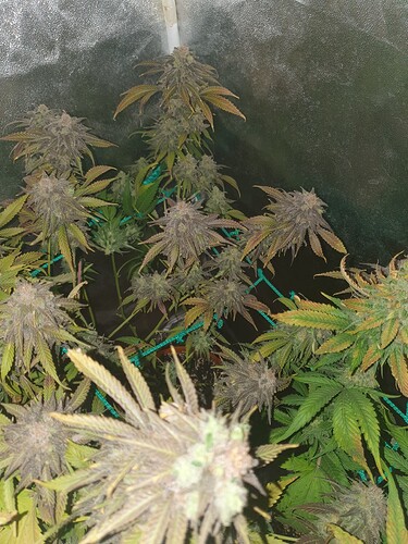 Growreport Bild 6