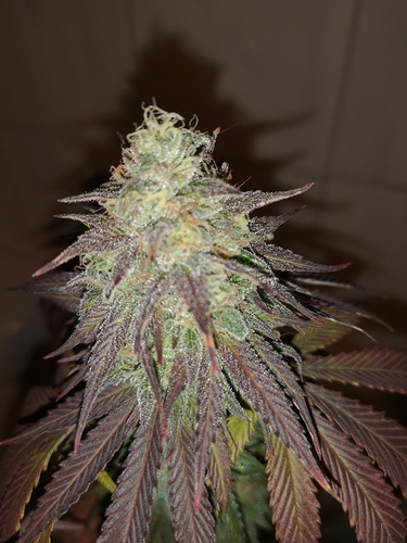 Growreport Bild 9