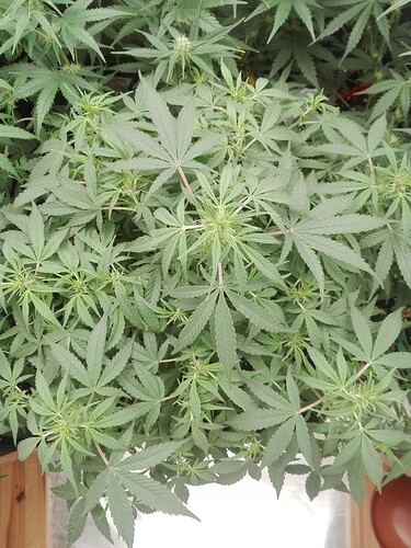 Growreport Bild 18