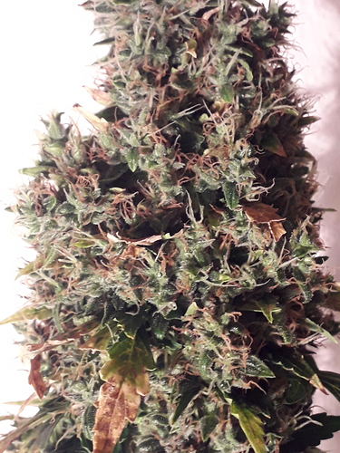 Growreport Bild 5