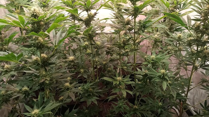 Growreport Bild 2