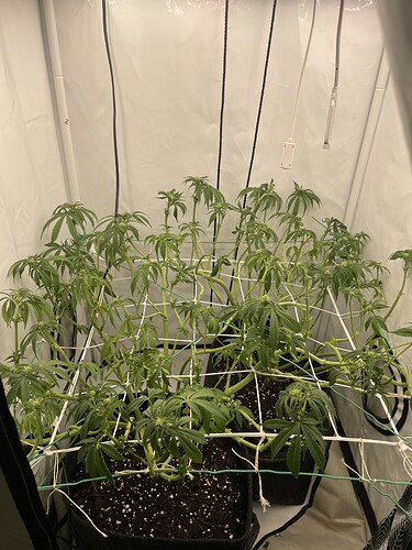 Growreport Bild 4