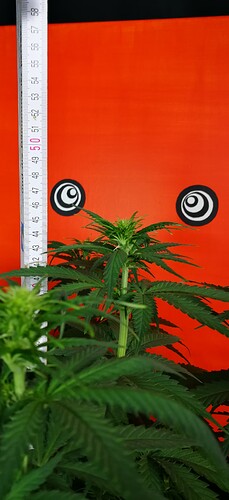 Growreport Bild 4