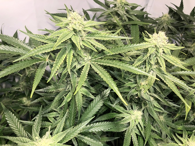 Growreport Bild 2