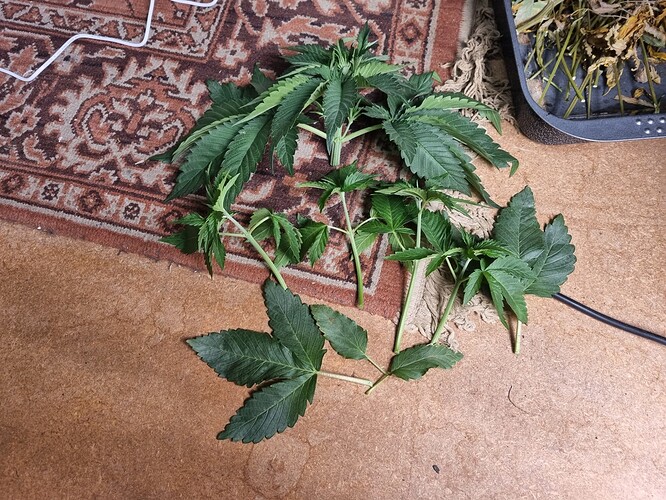 Growreport Bild 11