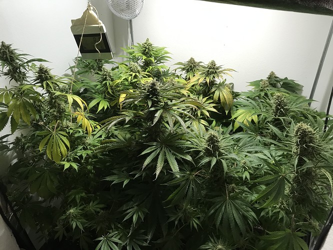 Growreport Bild 1