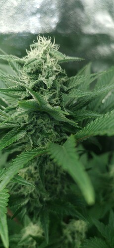 Growreport Bild 26