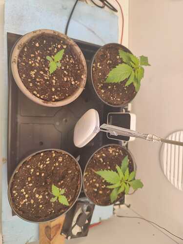 WhatsApp Image 2024-01-24 at 13.51.11