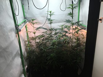 Growreport Bild 5