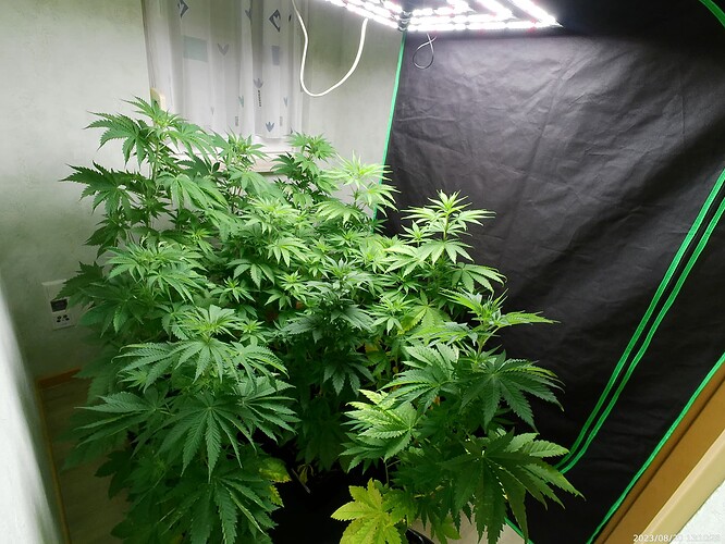 Growreport Bild 39