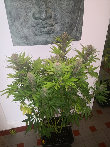Growreport Bild 5