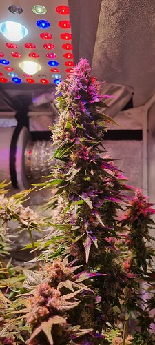Growreport Bild 28