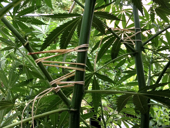 Growreport Bild 8
