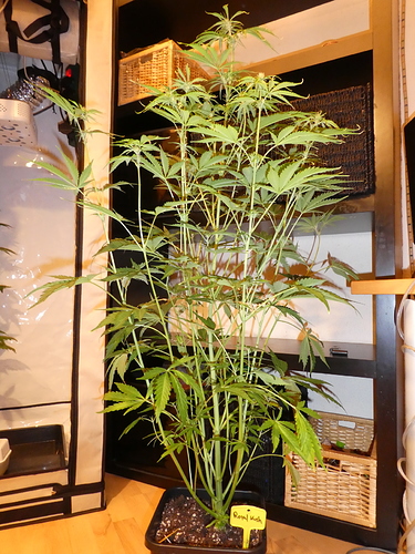 Growreport Bild 8