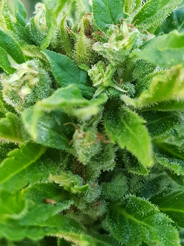 Growreport Bild 3