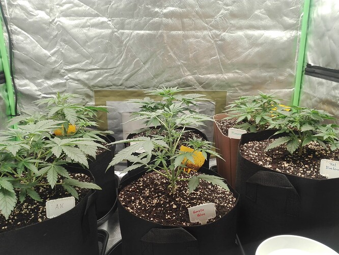 Growreport Bild 1