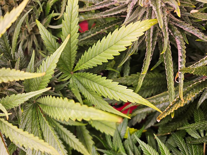 Growreport Bild 43