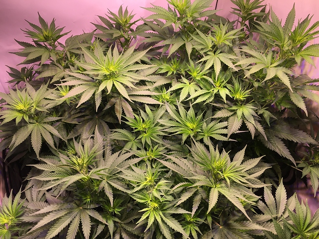 Growreport Bild 10