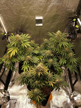 Growreport Bild 1