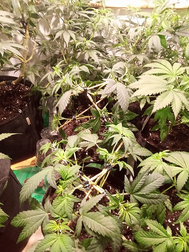 Growreport Bild 16