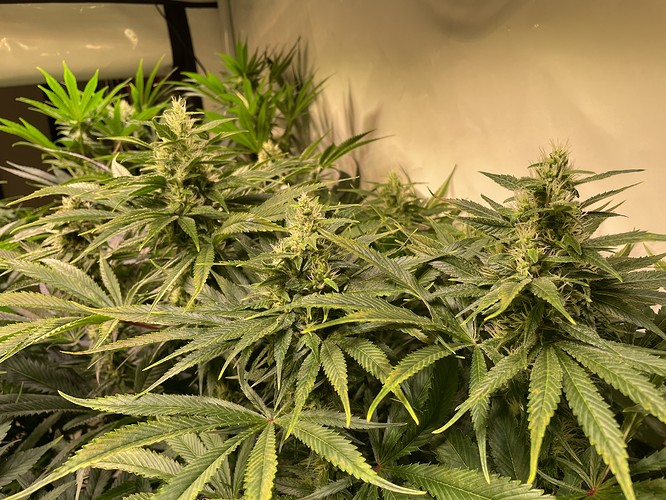 Growreport Bild 7