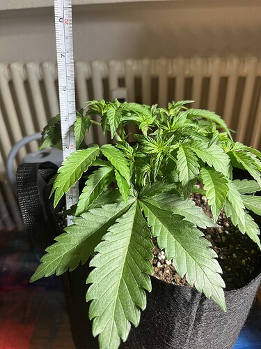 Growreport Bild 9