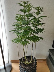 IMG_20210201_132219