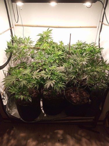 Growreport Bild 50