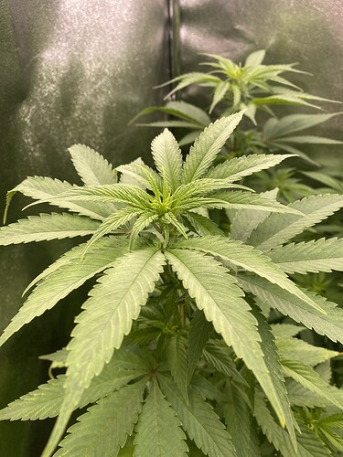 Growreport Bild 5