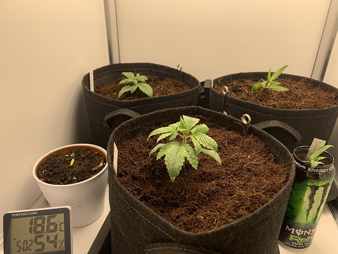 Growreport Bild 2