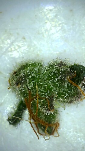 Growreport Bild 23