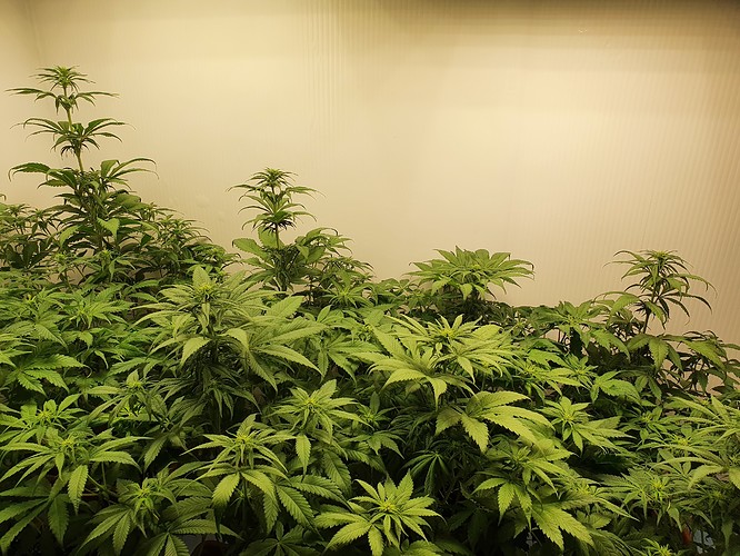 Growreport Bild 3