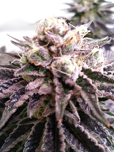 Growreport Bild 6