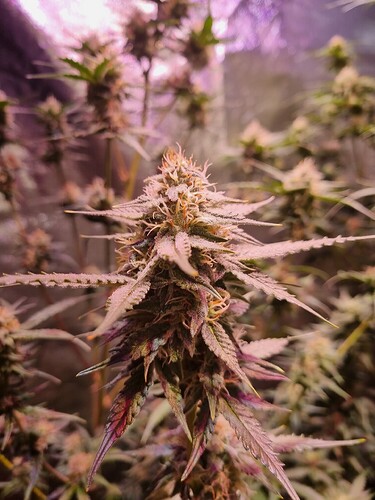 Growreport Bild 43