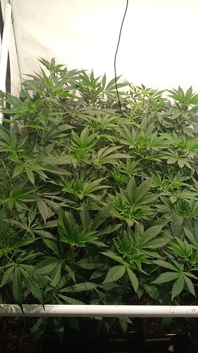 Growreport Bild 1