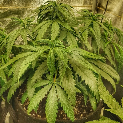 Growreport Bild 10