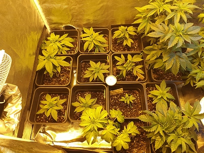 Growreport Bild 15
