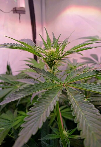 Growreport Bild 4