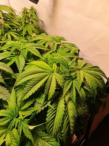 Growreport Bild 11