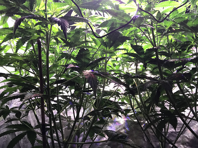 Growreport Bild 4