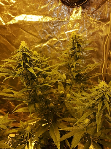 Growreport Bild 4