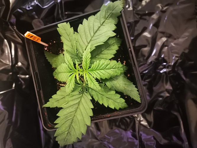 Growreport Bild 8