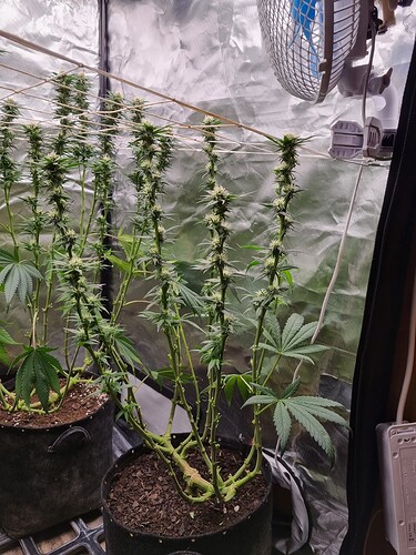 Growreport Bild 11