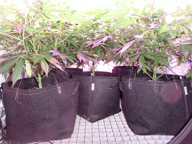 Growreport Bild 3