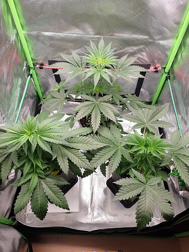 Growreport Bild 1