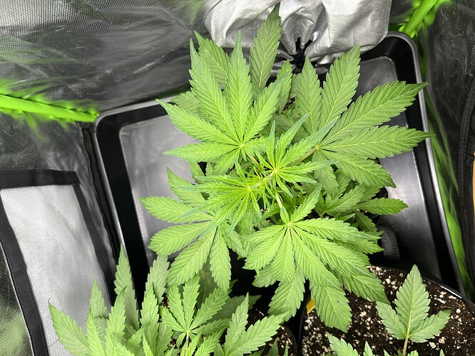 Growreport Bild 9