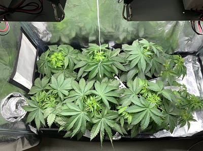 Growreport Bild 11